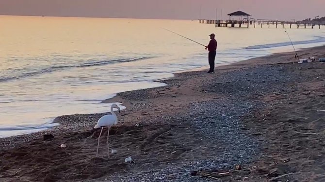 Sürüden Ayrılan Flamingo Sahile İndi