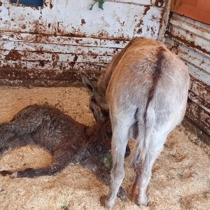 Ayakları Sakat Doğan Sıpa, Tedavisi İçin 800 Kilometre Uzağa Gönderildi