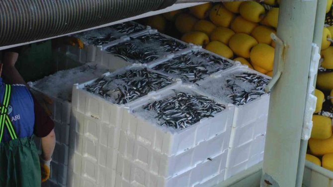 Karadeniz’de Kilolarca Hamsi Yakalanınca, Vatandaşa Bedava Dağıtıldı