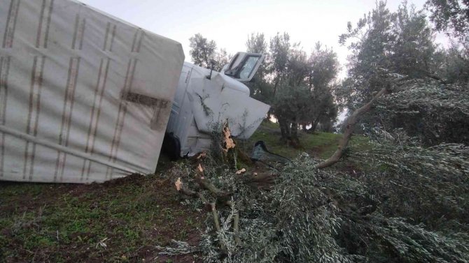 Tır Zeytinliğe Devrildi, Sürücü Yaralandı