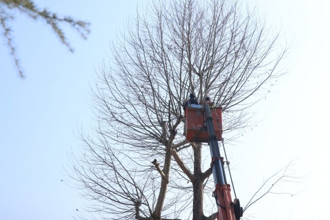 Ağaçlara Kar Yağışı Öncesi Bakım