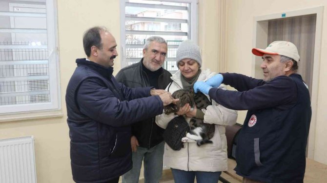 Evcil Kedi Ve Köpeklere Dijital Kimlikte Son Gün 31 Aralık