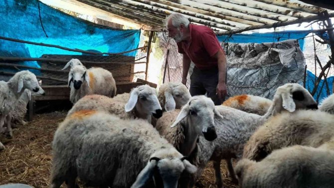 Köye Dalan Yırtıcı Hayvan 27 Koyunu Telef Etti