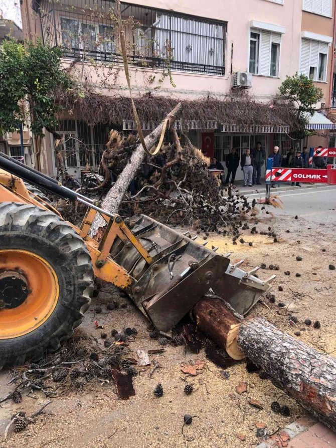 Nazilli Belediyesi, Kuruduğu İçin Tehlike Saçan Ağaçların Kesti