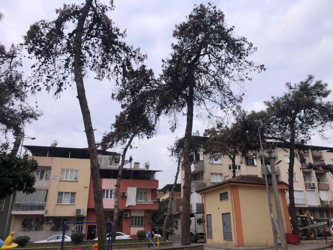 Nazilli Belediyesi, Kuruduğu İçin Tehlike Saçan Ağaçların Kesti