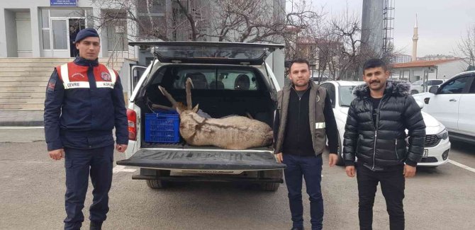 Dağ Keçisi Avına 250 Bin Lira Ceza