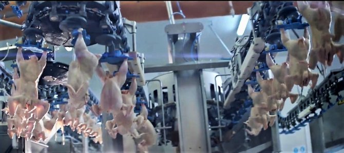 70 Ülkeye 120 Milyon Dolar İhracat Yapan Gedik Piliç, 2023’te De Büyümeye Devam Ediyor