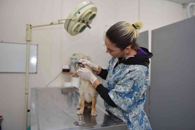 Yıldırım’ın Sessiz Sakinlerine 7-24 Hizmet