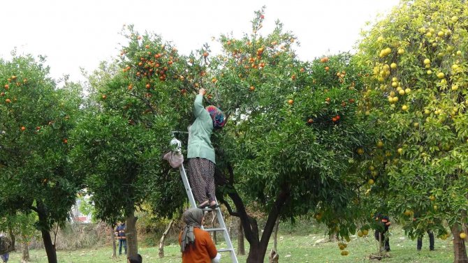 Kozan Belediyesinden Halka Açık Narenciye Bahçesinde İlk Hasat