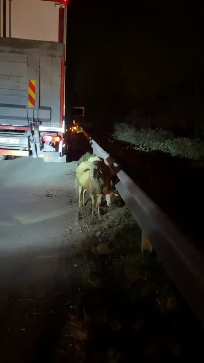 Otoyolda Alevlere Teslim Oldu, İçindeki Koyun Ve Keçiler Son Anda Kurtarıldı