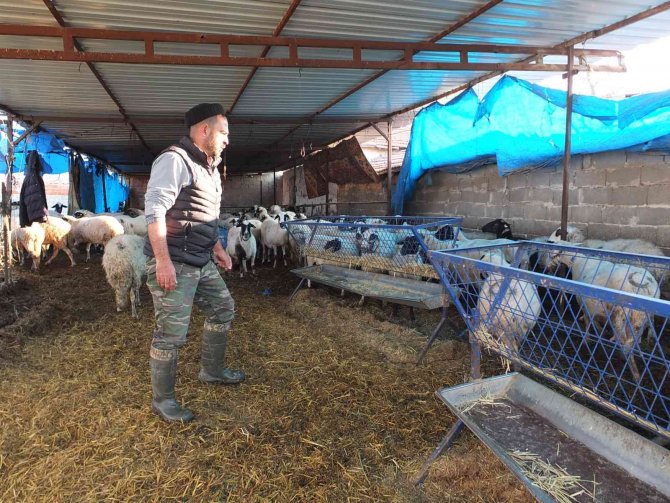 Balıkesir’de Çiçek Hastalığı Çıktı, 160 Koyun Ve 80 Kuzu Telef Oldu