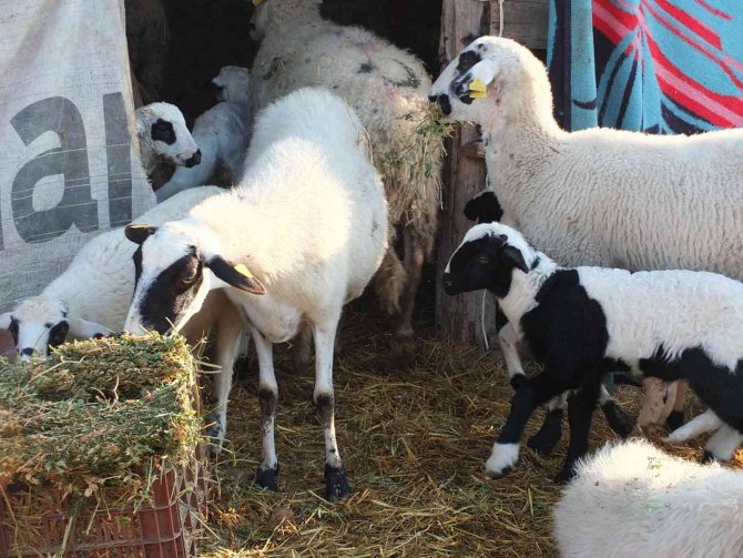Balıkesir’de Çiçek Hastalığı Çıktı, 160 Koyun Ve 80 Kuzu Telef Oldu