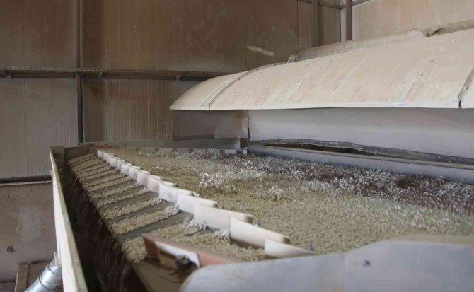 Ahlat’tan Kuru Fasulye İhracatı