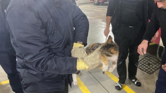 Veteriner Kliniğine Gitmek İstemeyen Kedi Torpidoda Saklandı