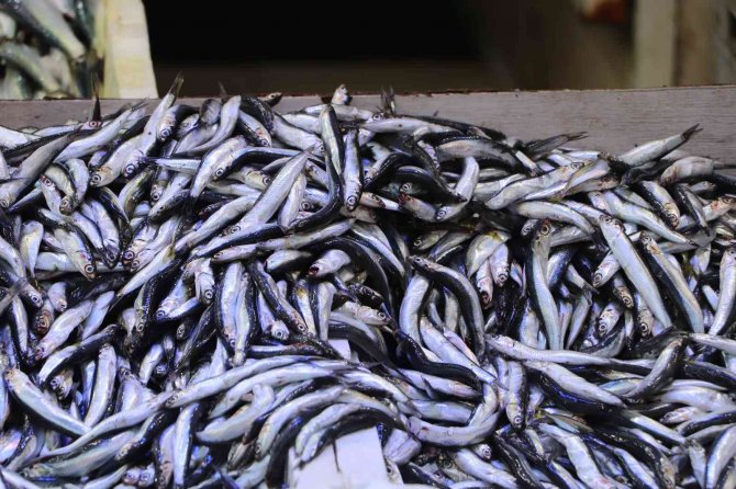 Hamsi Büyüdü, Fiyatı 70 Tl Oldu