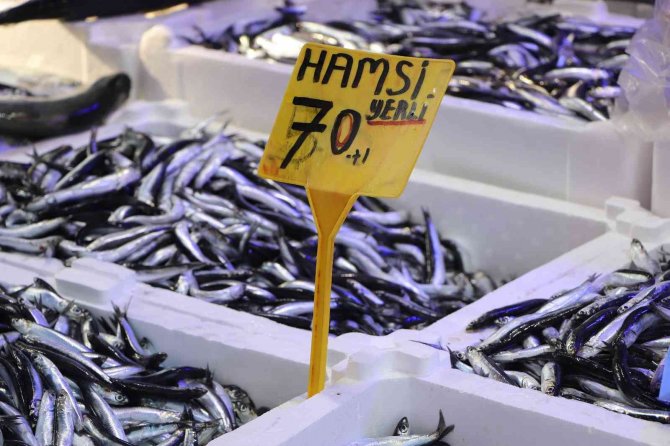 Hamsi Büyüdü, Fiyatı 70 Tl Oldu