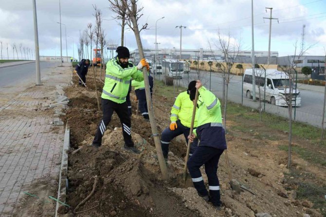 Tem Gebze Güzergahında Ağaçlandırma Seferberliği