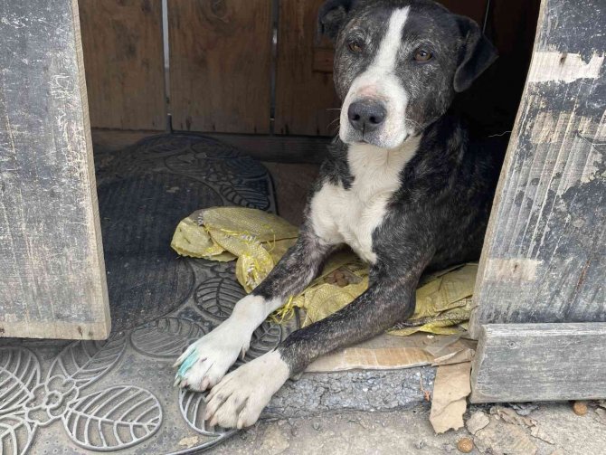 Tuzla’da Vicdansız Sürücü Köpeği Ezip Kaçtı