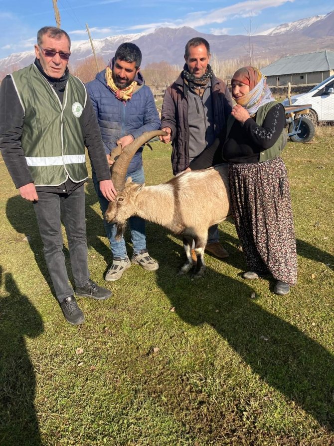 Muş’ta Yırtıcı Hayvan Saldırısına Uğrayan Yaban Keçisi Tedavi Altında Alındı