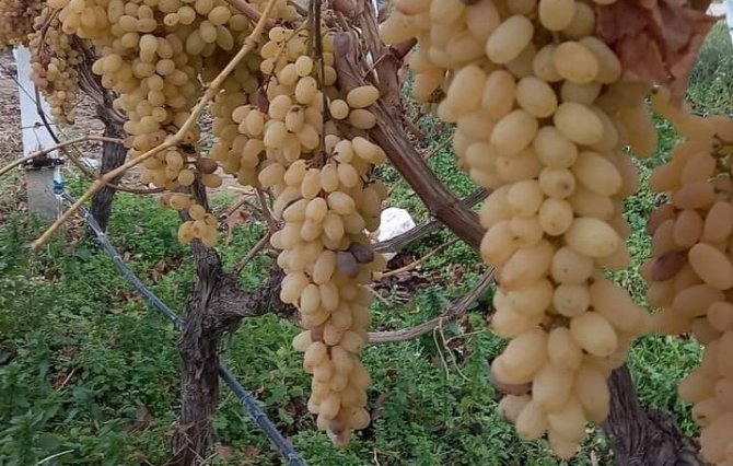 Yılbaşı Sofralarının Taze Üzümü Sarıgöl Bağlarından