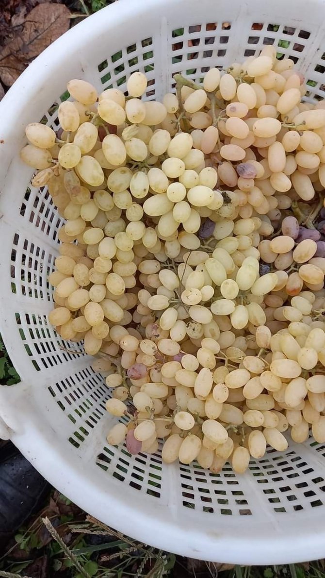 Yılbaşı Sofralarının Taze Üzümü Sarıgöl Bağlarından