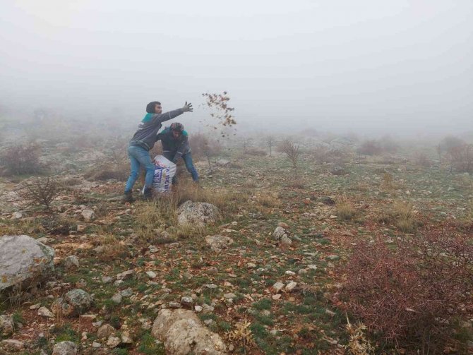 Elbistan’da, Doğada Bin Yıl Yaşayan Sedir Ağacı Tohumları Toprakla Buluştu