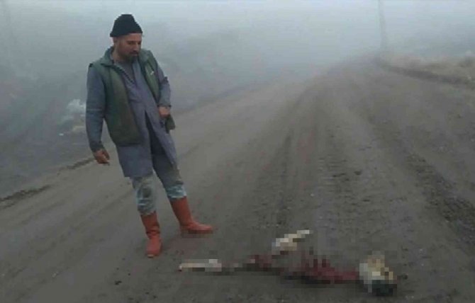 Kurtların Yediği Düşünülen Köpekten Geriye İskeleti Kaldı