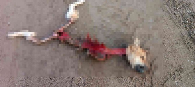 Kurtların Yediği Düşünülen Köpekten Geriye İskeleti Kaldı