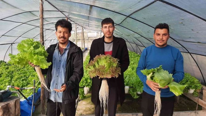 Üç Genç Kurdukları Serada Topraksız Tarım Yapıyor