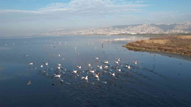 Flamingolar, Kışa Rağmen İ̇zmit’ten Göç Etmedi