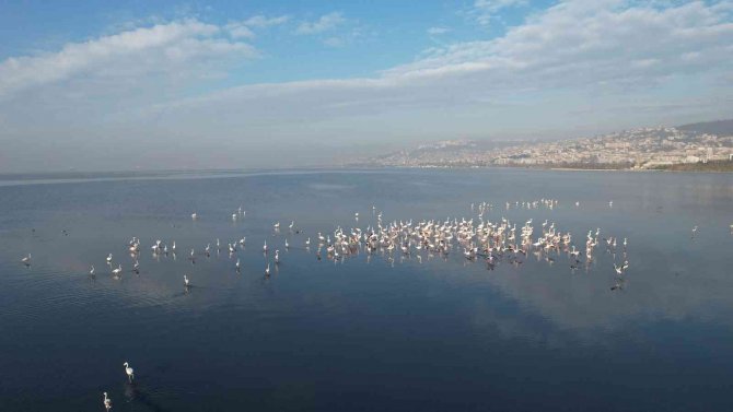Flamingolar, Kışa Rağmen İ̇zmit’ten Göç Etmedi
