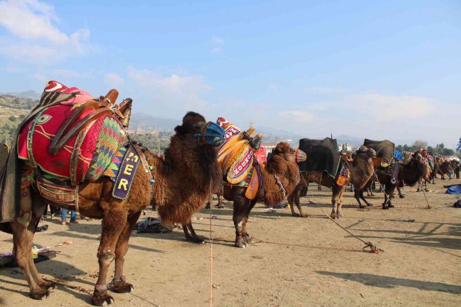 Aydın’da 160 Deve Kıran Kırana Güreşti