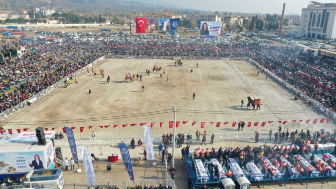 Aydın’da 160 Deve Kıran Kırana Güreşti