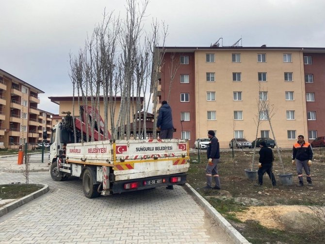 Sungurlu’da 500 Ağaç Toprakla Buluştu