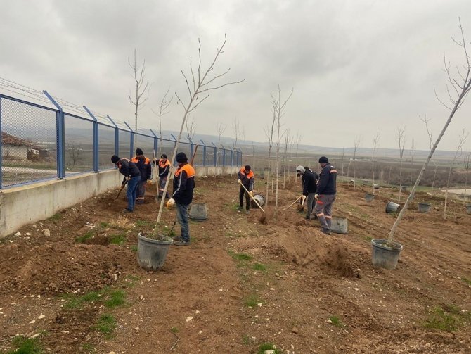Sungurlu’da 500 Ağaç Toprakla Buluştu