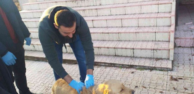 Elazığ’da Evcil Hayvanların Çip Ve Pasaportlama Çalışmaları Sürüyor