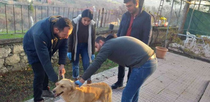 Elazığ’da Evcil Hayvanların Çip Ve Pasaportlama Çalışmaları Sürüyor