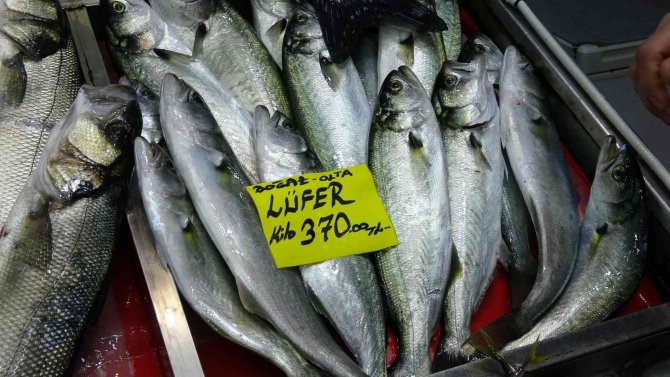 Havalar Geç Soğudu, Az Çıkan Lüfer Ve Çinekopun Fiyatı Arttı