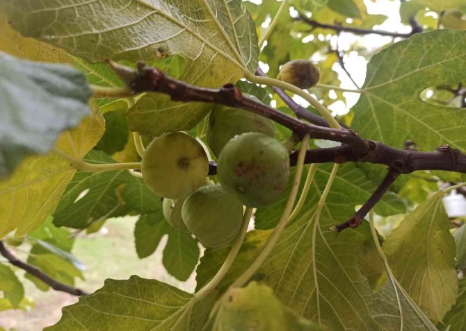 İ̇ncir Ağacı Aralık Ayında Meyve Verdi