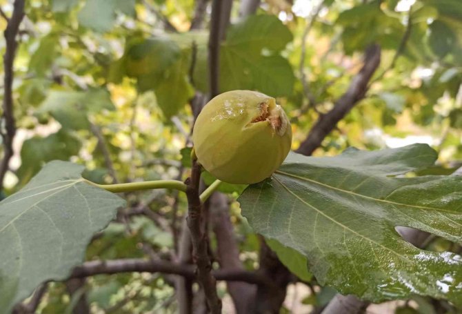 İ̇ncir Ağacı Aralık Ayında Meyve Verdi