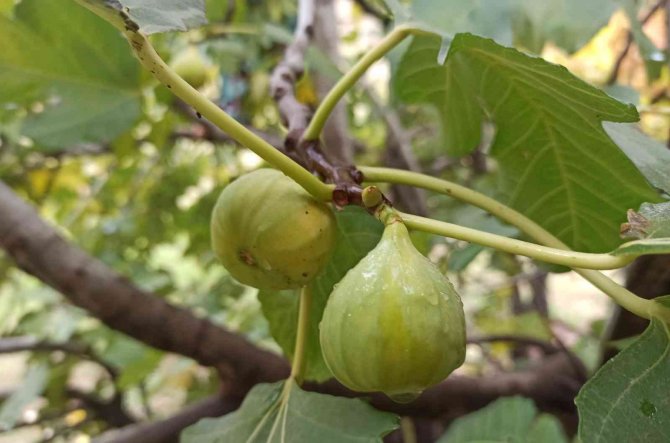 İ̇ncir Ağacı Aralık Ayında Meyve Verdi