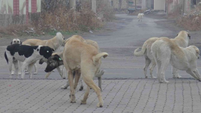 Yolda 9 Köpeğin Arasında Kalan Vatandaşın Yaşadığı Dehşet Kamerada