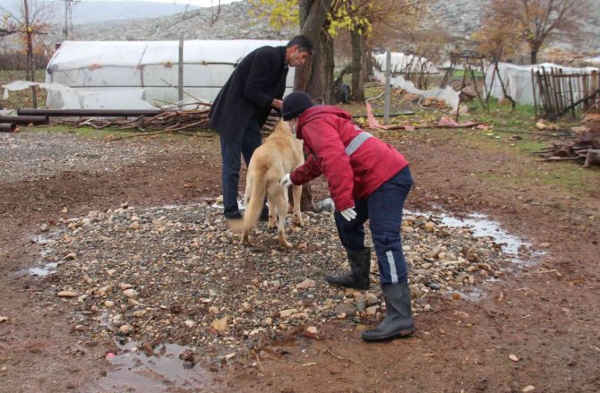 Yaban Hayvanlarının Isırdığı Köpek Kuduz Çıktı