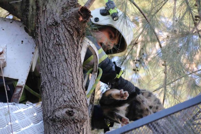 10 Metrelik Çam Ağacında Mahsur Kalan Kedi, Ekiplere Zor Anlar Yaşattı