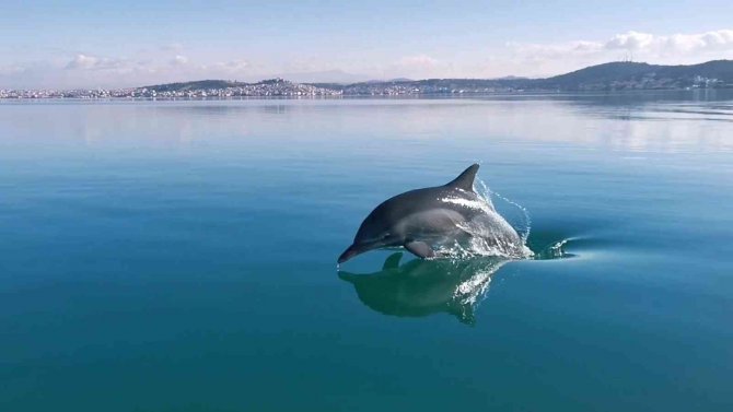 Ayvalık’ta Yunus Balığının Sürat Teknesi İle Yarışı