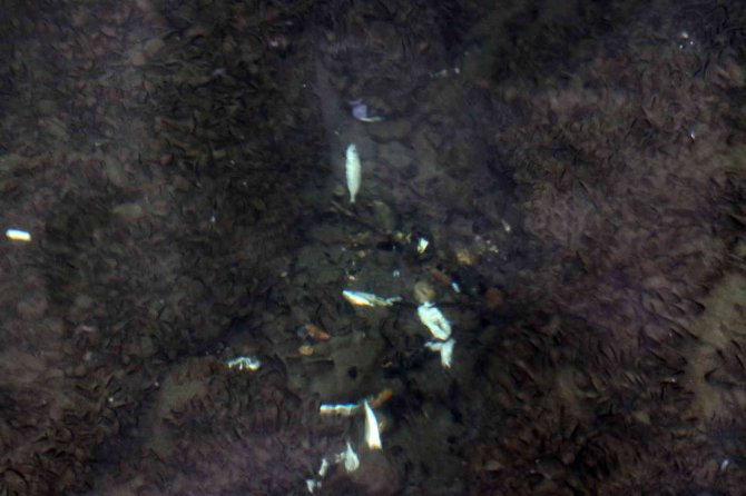 Denize Açılan Balıkçılar Geri Dönüp Limana Demirledi