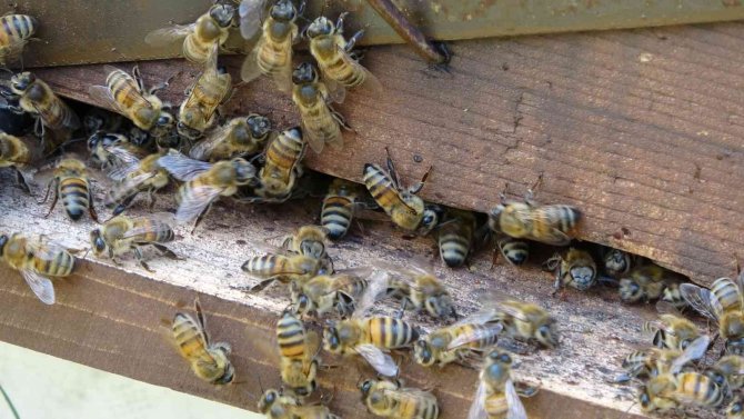 Ordu’da Arıcılık Sektörü Azalıyor