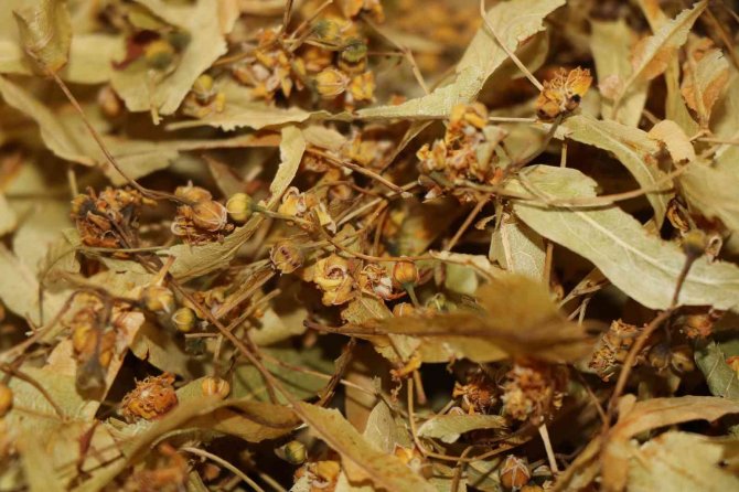 Ihlamurun Kilosu 400 Tl