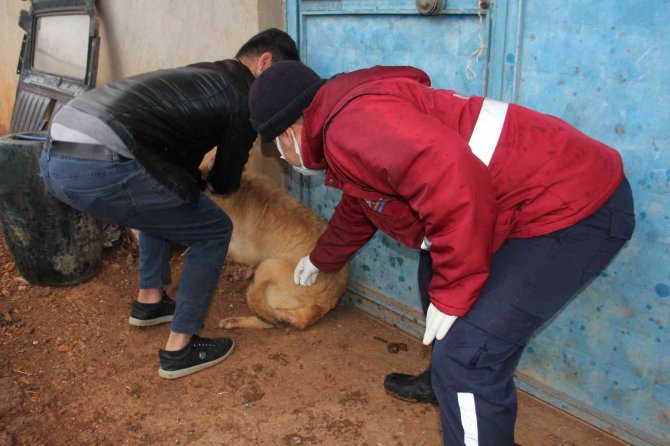 Yaban Hayvanlarının Isırdığı Köpek Kuduz Çıktı