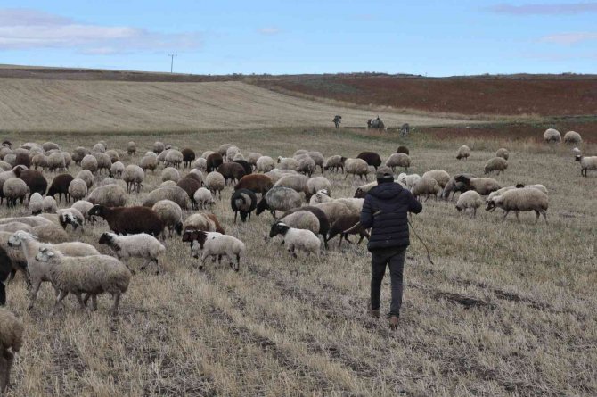 Kars’ta Kar Olmayınca Hayvanlar Meralara Salındı